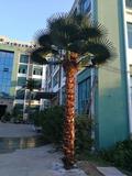 防紫外線棕櫚樹