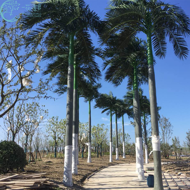 熱帶仿真大王椰子樹