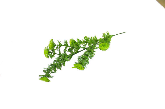 香菜把束
