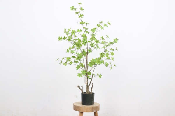 植物界的爱马仕仿真吊钟树