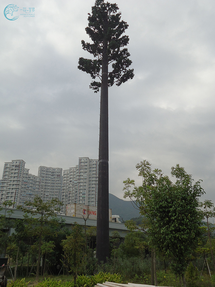 深圳盐田港的35米基站仿生松树